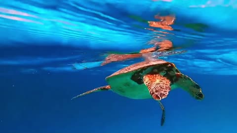 Sending mayflies to heaven and earth, a drop in the ocean