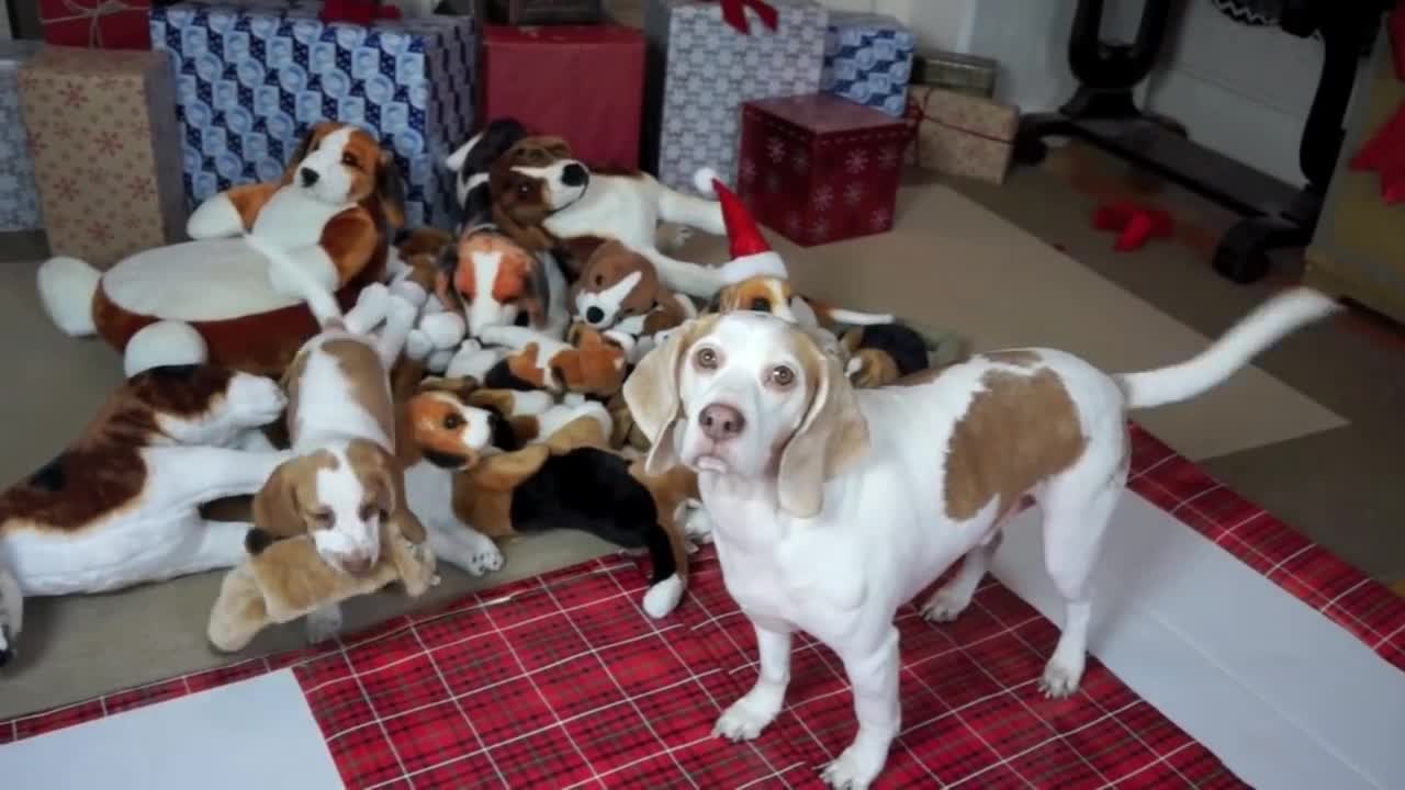 DOG GETS PUPPY GIFT FOR CHRISTMAS