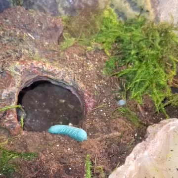 Gnarly tarantula feeding