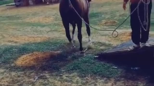 The horse gets off the truck