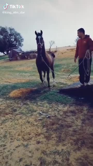The horse gets off the truck