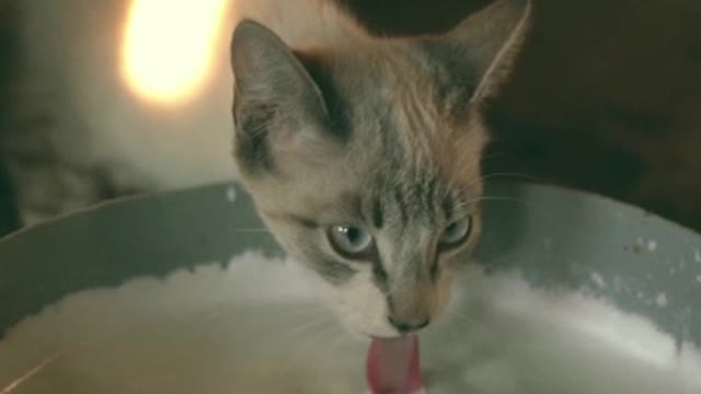 Instant milk for the cat