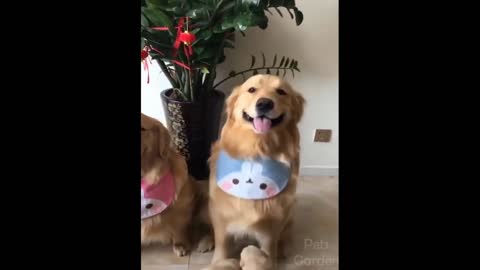 Funny dogs and cats,1 of funny animals