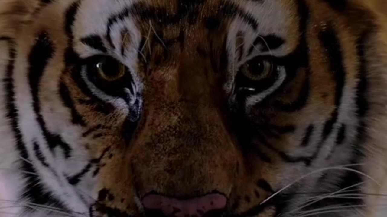 Animal crossing limit 😮😮