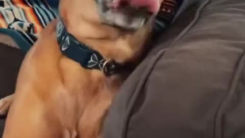 Cachorro muito doido, vídeo engraçado