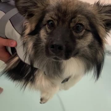 Adorable Puppy learns to swim with life jacket