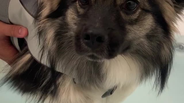 Adorable Puppy learns to swim with life jacket