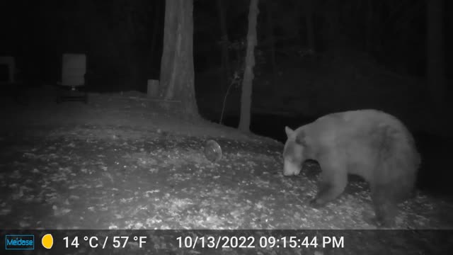 Bear Came Back...