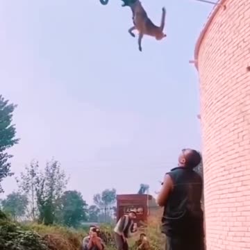 Dogs That Fly Malinois and Alsatian Dogs Show Their Jumping Agility