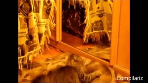 funny cats