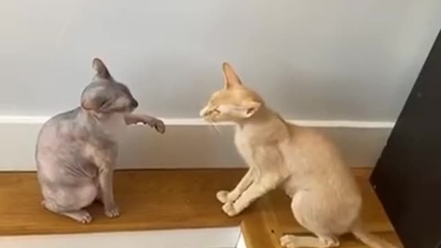 cute cats fighting video