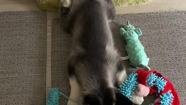 Husky Pup Loki Slides Off Couch