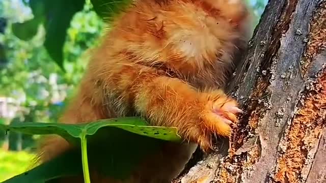 Meow on the tree to dig out the bird's nest