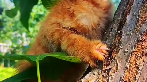 Meow on the tree to dig out the bird's nest