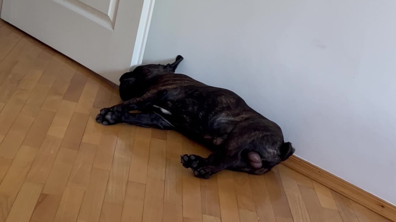 French Bulldog Snores Sound Like Air Defense