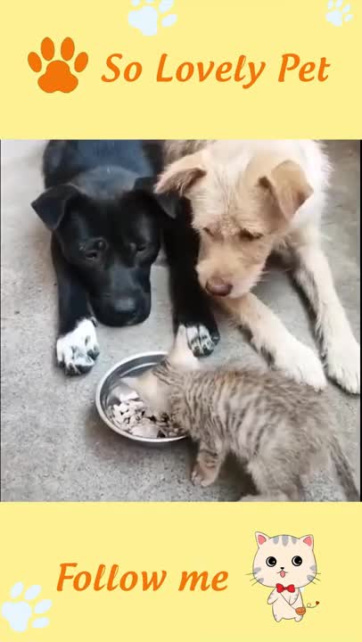 FUNNY AND CUTE ANIMALS