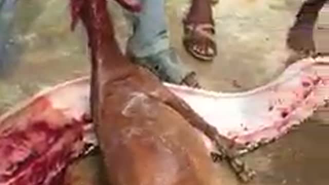 Locals Cut Goat Out Of Python Belly