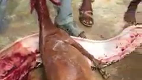 Locals Cut Goat Out Of Python Belly