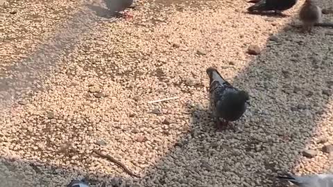 Feeding pigeons