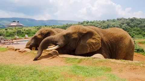 Elephants At Sandals Resort - Animal Crackers #animals #funny #comedy