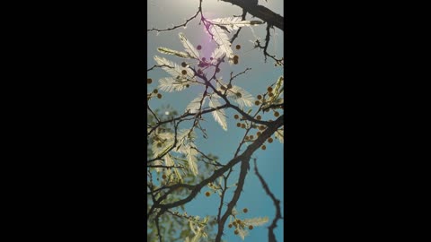 Tree with yellow flowers, with pointy leaves and small round flowers