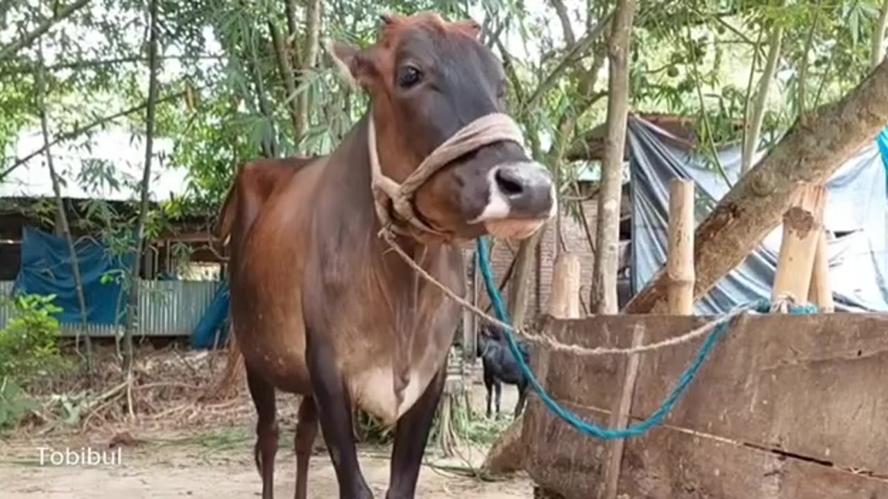 Have you ever heard the sound of a cow? Click on the video and hear the sound in a new way.