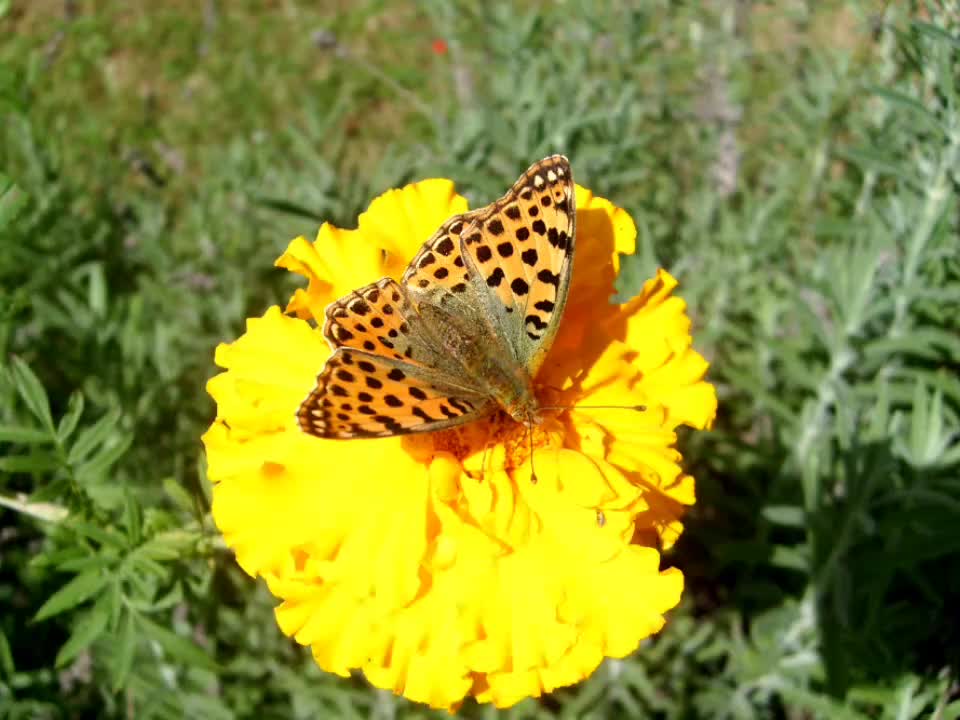 Beautiful butterfly, The Queen of Spain