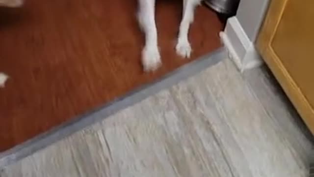 Dogs is protecting her watermelon from his brother