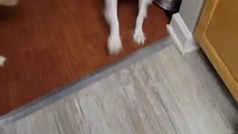 Dogs is protecting her watermelon from his brother