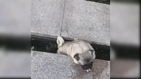 Lovely Animals video compilation