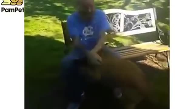 dog doesn't recognize