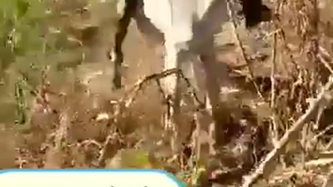 Funny donkey