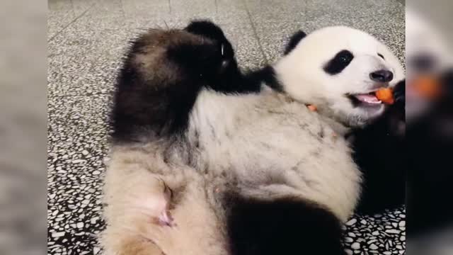 CUTENESS OVERLOAD! PANDA VIDEO COMPILATION!