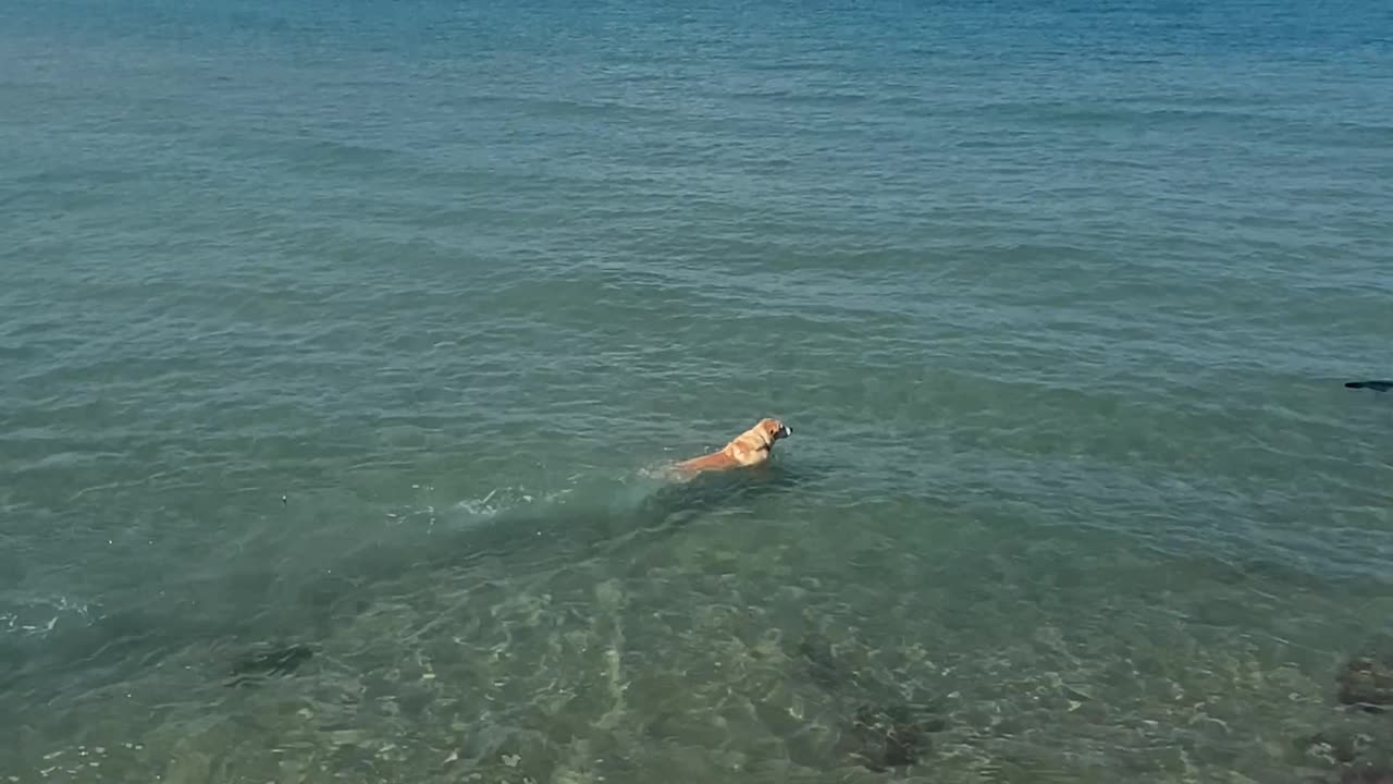 Dog Swims Toward Shark