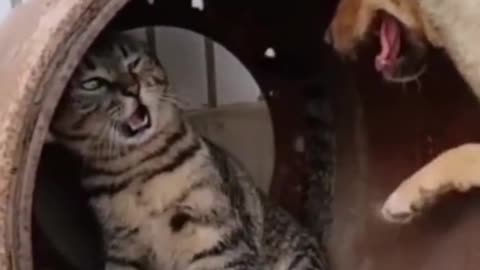 Dog trying to angry cat