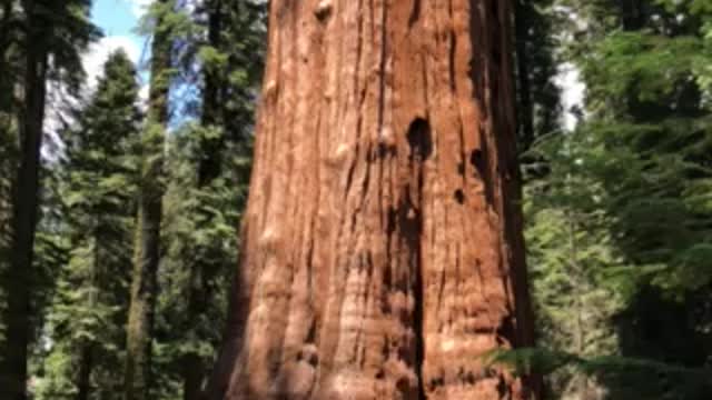 Closeup of The General Sherman