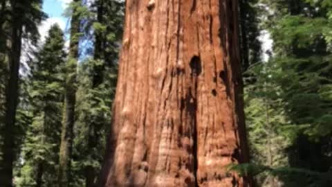 Closeup of The General Sherman