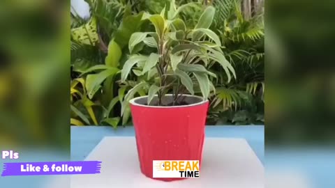 Creative flower vase |amazing idea