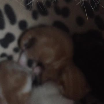 Cute 10 day old kittens growing fast, eyes still closed but can hear!!