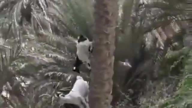 Have you seen goats on palm trees?