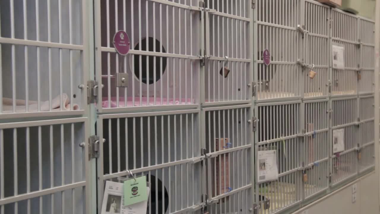 Row Of Animal Cages In Shelter