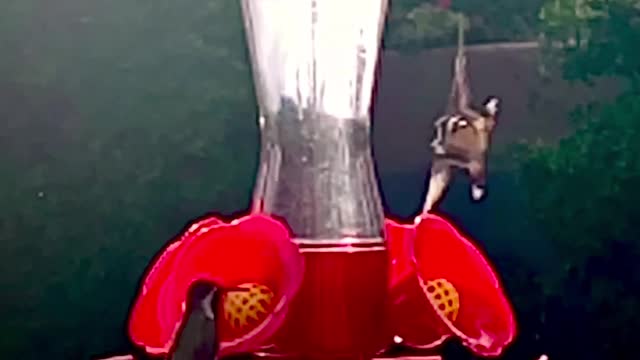 Hummingbirds have arrived to drink water