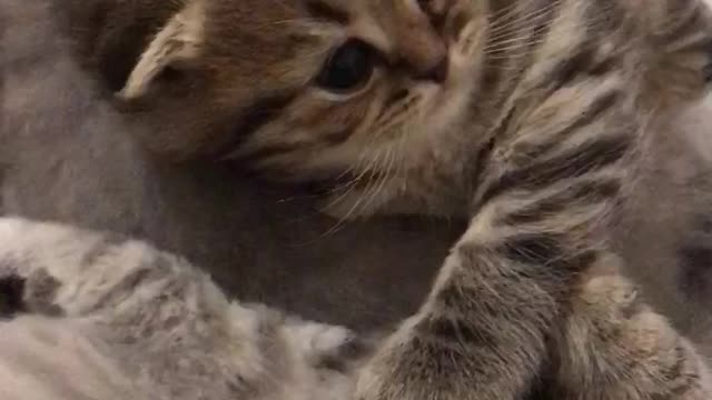 funny kitten