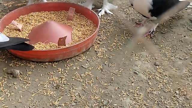 Pigeon farming