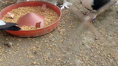 Pigeon farming