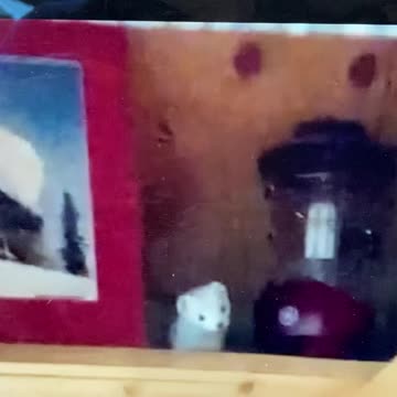 WEASEL GETS IN CABIN IN ALASKA