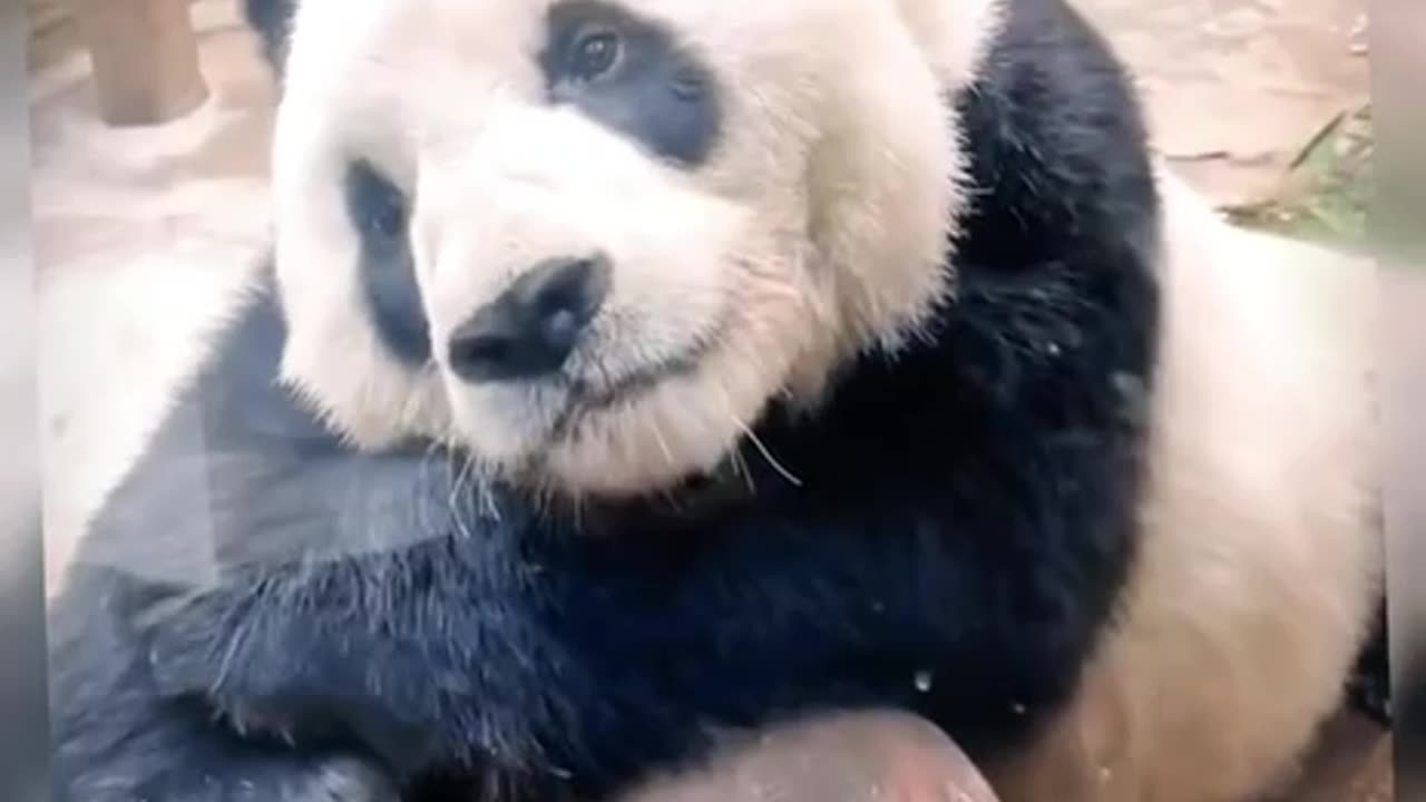 Panda bear knows how to work the paparazzi