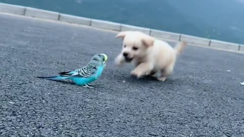 The dog teased the parrot