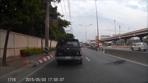 Why did the Varanus Bengalensis cross the road?