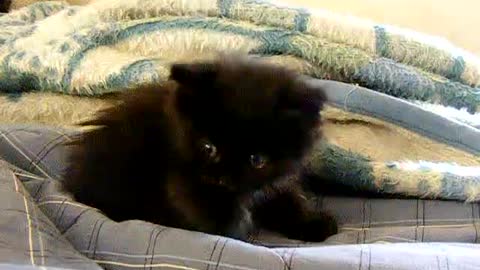 Floofy head on the bed